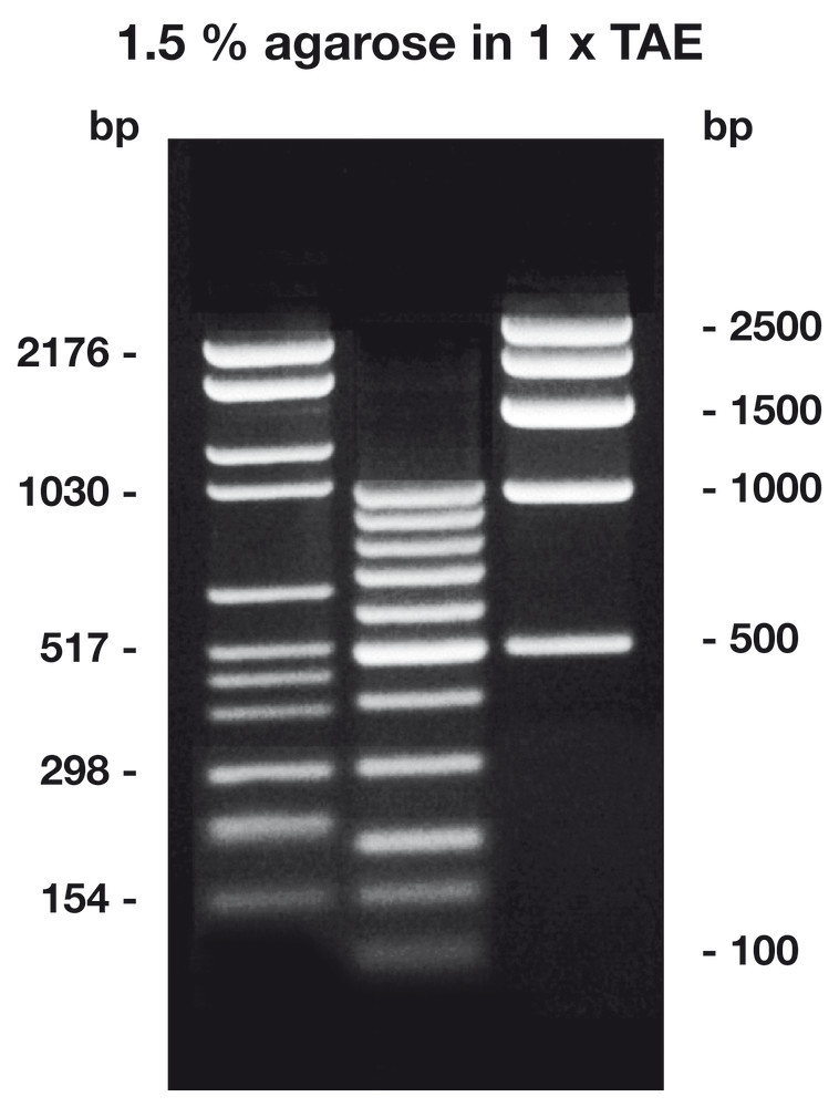 Agarose HR-PLUS ROTI®Garose, for analytical gels, 500 g, plastic