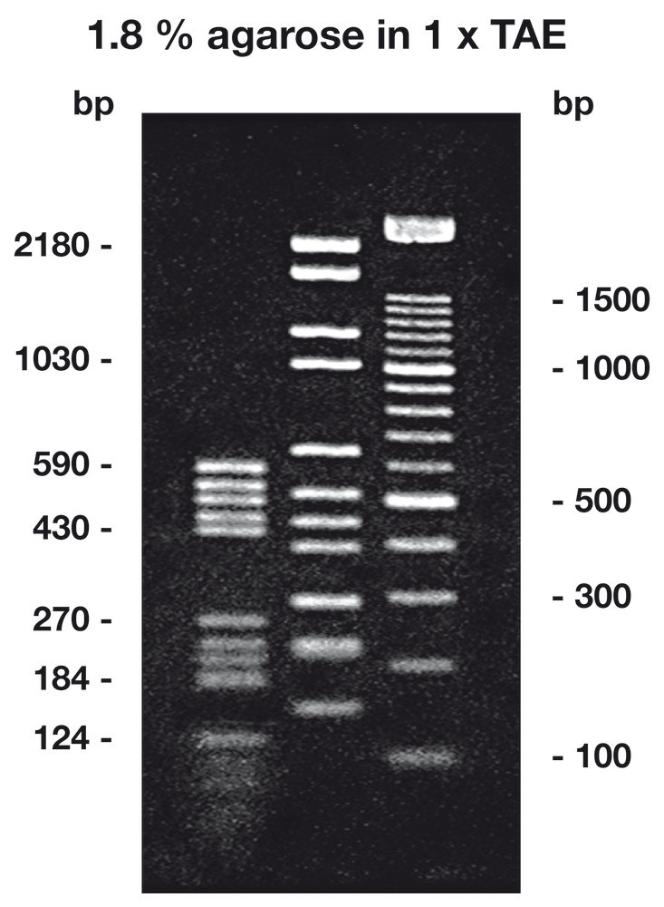 Agarose Super LM ROTI®Garose, with particularly low melting and, 250 g, plastic