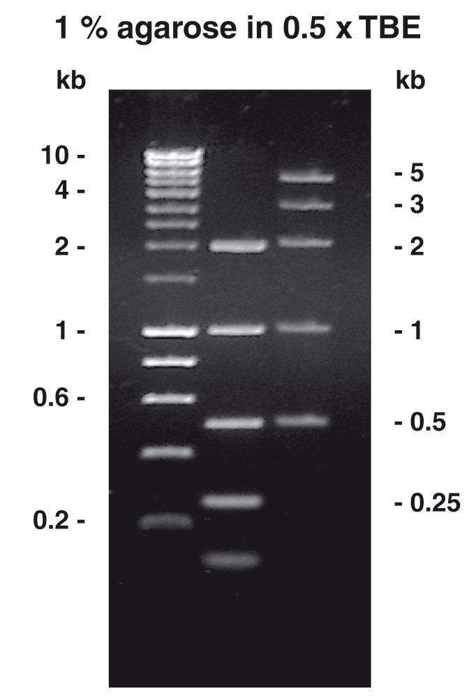 Agarose-Tablets ROTI®Garose, 0.5 g agarose/tablet, 20 unit(s), blister