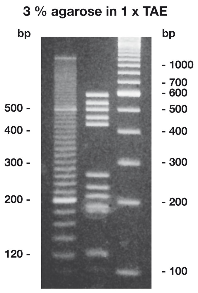 Agarose High Resolution ROTI®Garose, for small fragments, 500 g, plastic