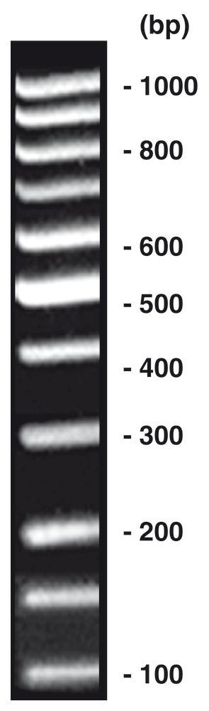 100 bp-DNA-Ladder equalized, DNA-ladder (lyophil.) + gel loading, 20 µg, plastic