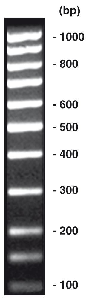 100 bp-DNA-Ladder equimolar, DNA-ladder (lyophil.) + gel loading, 50 µg, plastic