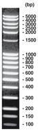 100 bp-DNA-Ladder extended, DNA-ladder (lyophil.) + gel loading, 200 µg, plastic