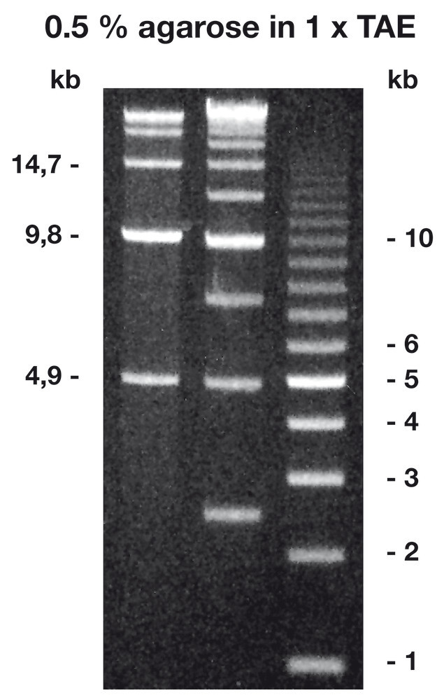 Agarose Broad Range ROTI®Garose, BioScience-Grade, 100 g, plastic