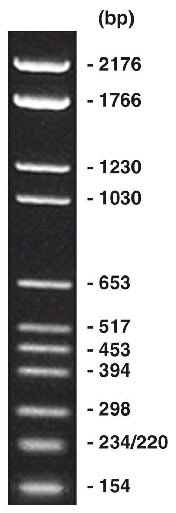 pBR328-Marker, DNA-marker, ready-to-use, 500 µl, plastic