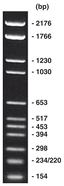 pBR328-Marker, DNA-marker, ready-to-use, 2 ml, plastic