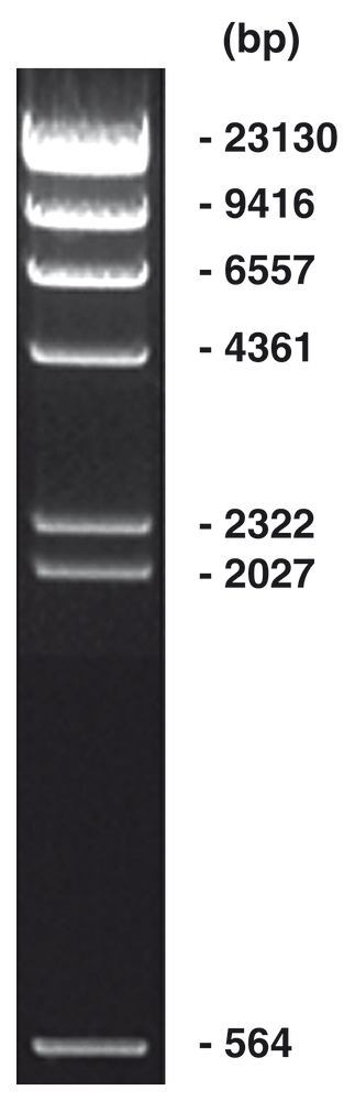 Lambda Hind III Marker, DNA ladder + gel loading buffer, 100 µg, plastic