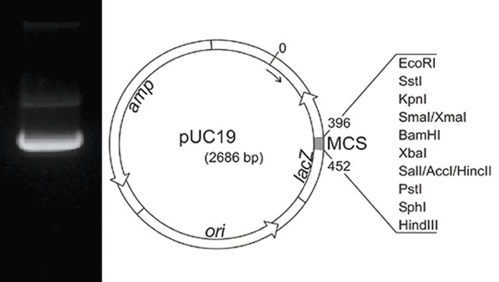 Plasmid DNA pUC19, lyophilized, 50 µg, plastic