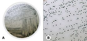 Baird Parker Agar (Base), ISO 11133, ISO 6888, ISO 22718, 500 g, plastic