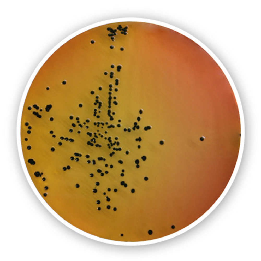 Salmonella-Shigella Agar, for microbiology, 500 g, plastic
