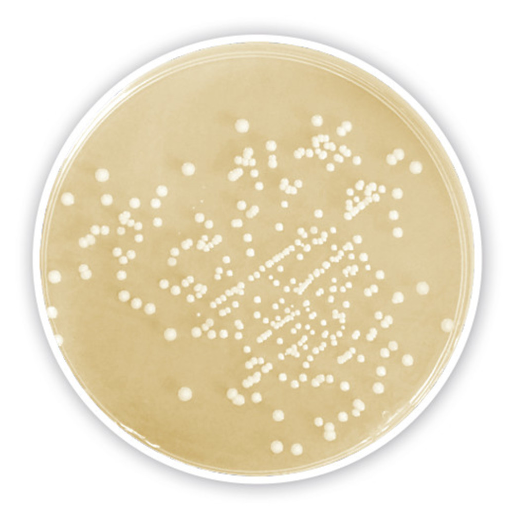 CASO Agar, ISO 11133, ISO 9308, ISO 11930, ISO 18415, ISO 18416,, 5 kg, plastic