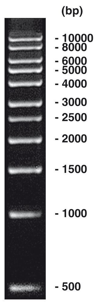 1 kbp DNA-Ladder, DNA-ladder (lyophil.) + gel loading, 50 µg, plastic