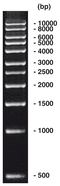 1 kbp DNA-Ladder, DNA-ladder (lyophil.) + gel loading, 200 µg, plastic